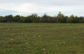tti6203, SE VENDE PARCELA DE 7.000 M2, EN SECTOR BALLICA NORTE, COMUNA DE LINARES.
